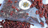 Organic Barberries (Zereshk) - Fresh & Non-GMO Lotus Spices