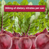 8.4 Fl.Oz. (12 Juice Performer Beet Juice with Pineapple Juice - Natural Beetroot & Pineapple - Boosts Stamina
